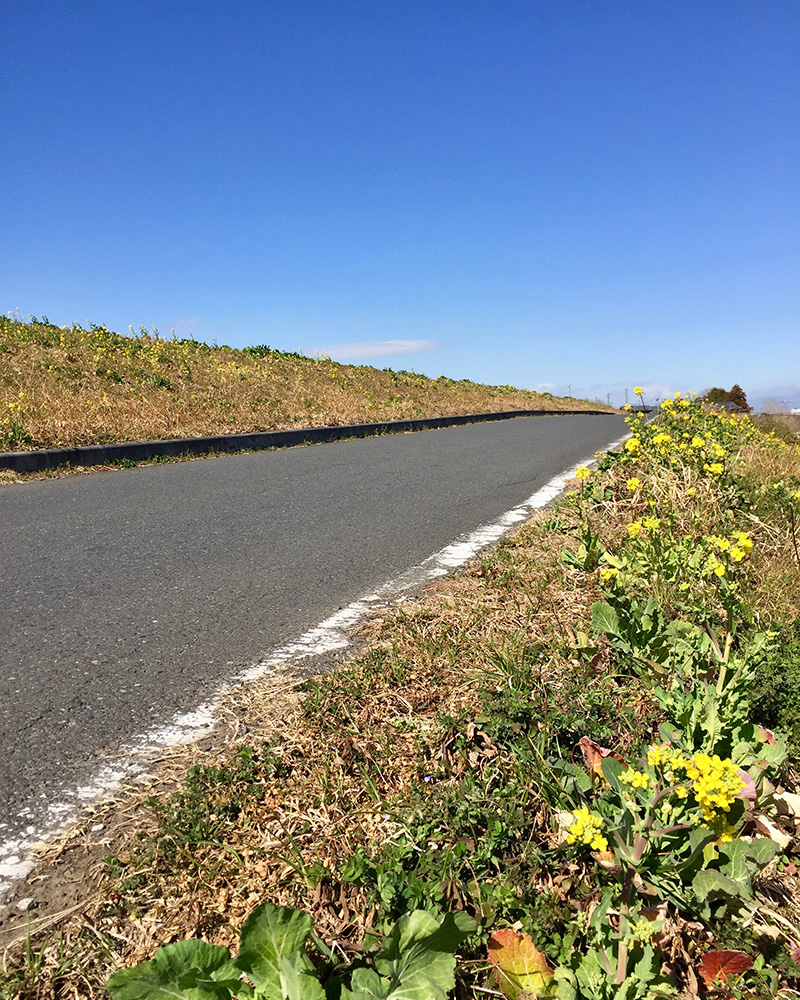 荒川土手の写真