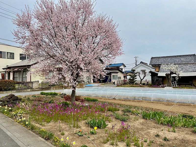 花の写真