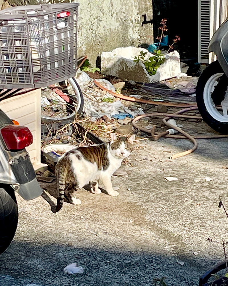 猫がくつろいでいる写真