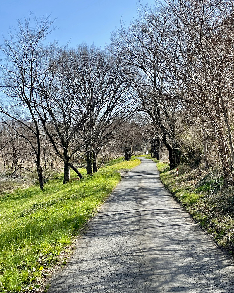 荒川沿いの道を行く写真