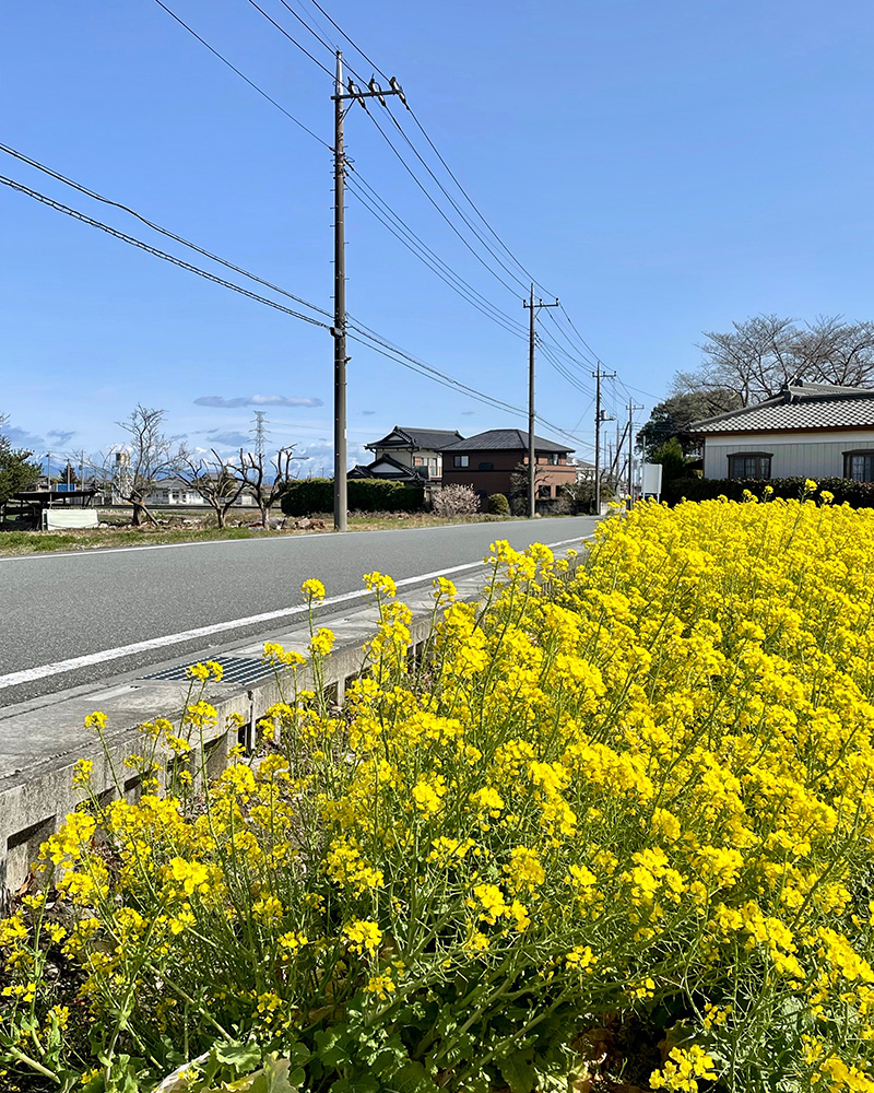 辺り一面、春の風景の写真