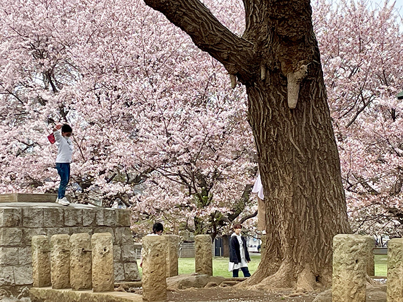 ここに七重塔があったことをこの子らは知っているだろうかの写真