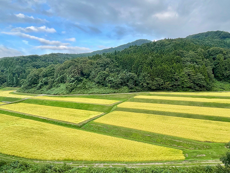 緑がまぶしい写真